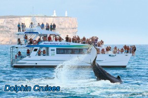 751 dolphin cruises